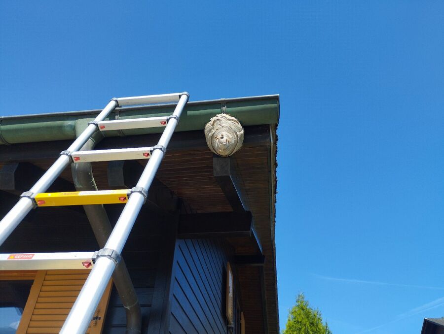 wespennest_entfernen