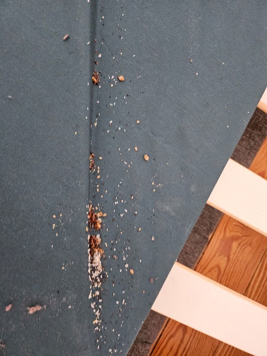 Bettwanzen_bekaempfen