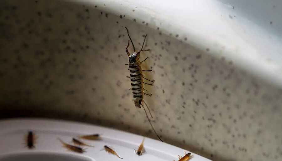 Silberfischbekämpfung