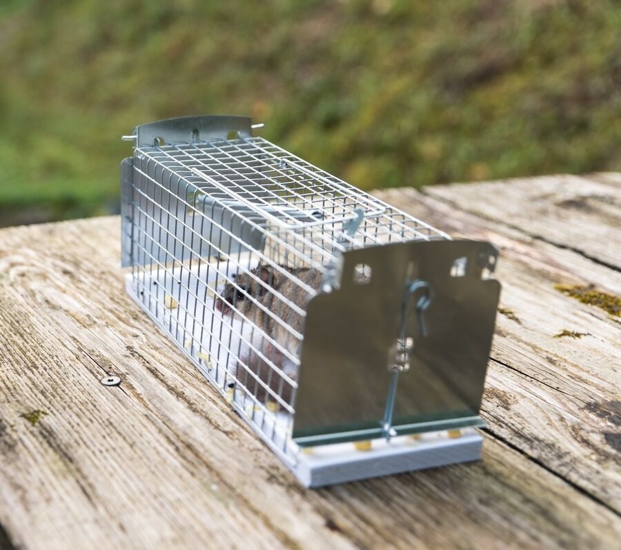 Spezialisten für effektiven Marderschutz für Zürich