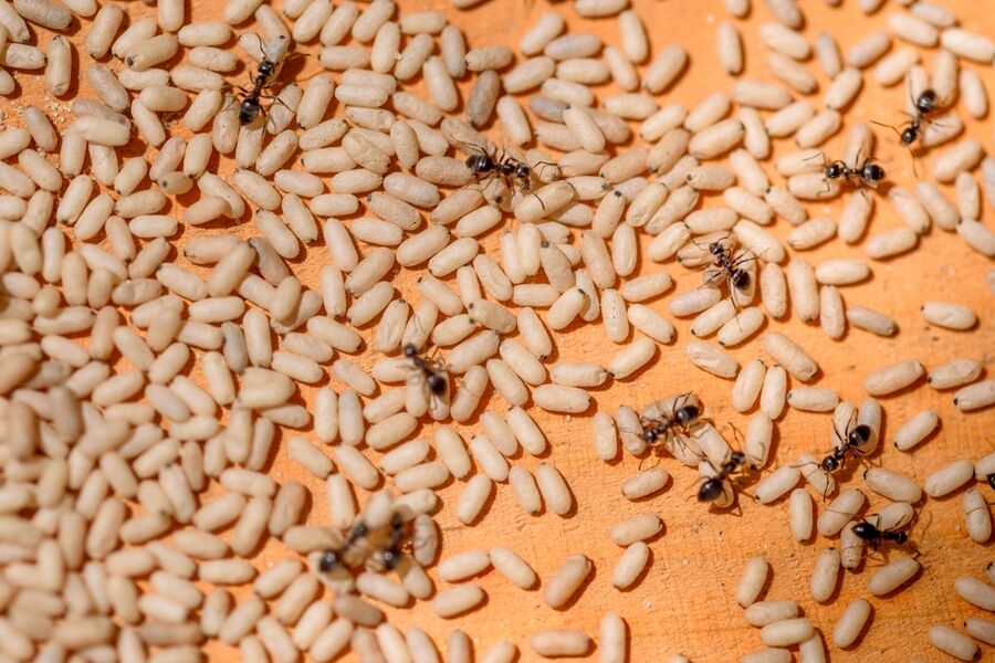 ameisenbekamepfung zurich.jpg