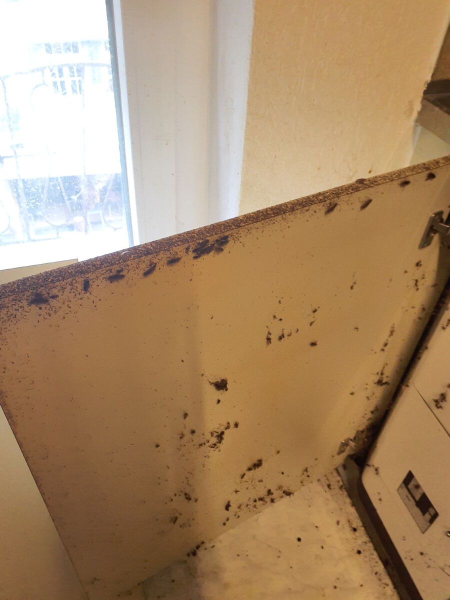 Schaben & Kakerlakenbekämpfung