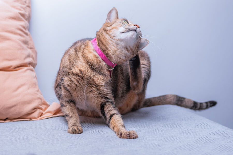 floehe haus zurich.jpg