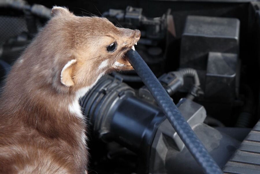 Spezialisten für effektiven Marderschutz für Zürich