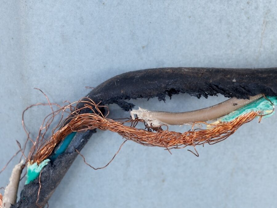 Marder vertreiben vom Schädlingsbekämpfer