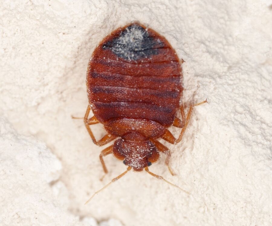 zurich bettwanzen.jpg