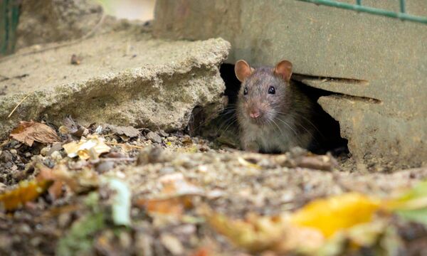 Rattenbekämpfung in Zürich: Schützen Sie Ihr Zuhause im Herbst