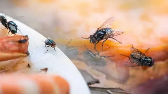 Fliegen