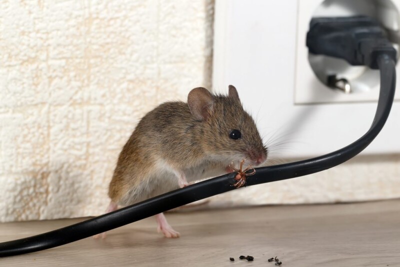 Mäuse und Ratten