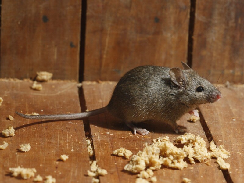 Mäuse und Ratten