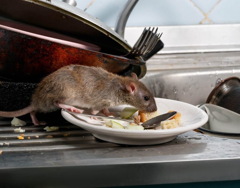 Mäuse und Ratten